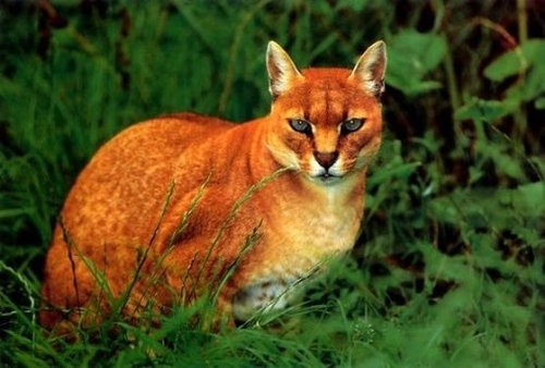 あまり知られていないネコ科の動物たち15種 らばq あまり知られていないネコ科の動物たち15種 らばq