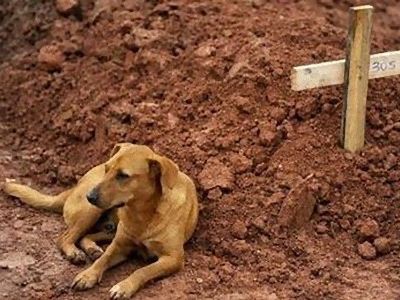 世界中が涙 飼い主の墓のそばを離れない犬 らばq