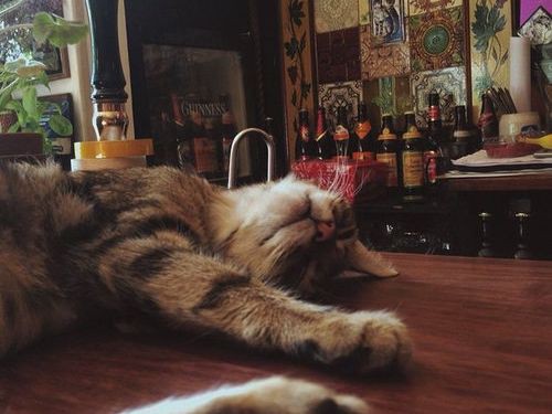 イギリスには 猫カフェ ならぬ 猫酒場 がある 猫パラダイスな写真いろいろ らばq