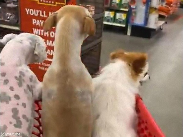 最高のコレクション 犬 尻尾 切る 動画 犬 尻尾 切る 動画 Freemuryo78fo