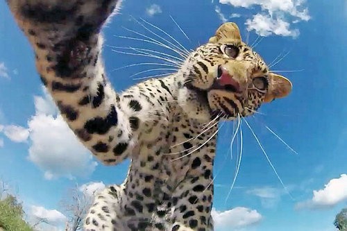 近いよ 近すぎるよ 真正面ドアップで写った動物たちの写真15枚 らばq