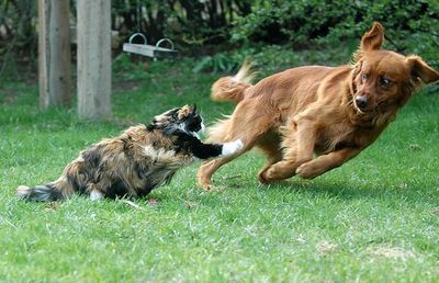 猫パンチ連打に特攻する食いしん坊な犬 一方ザリガニは 動画 らばq