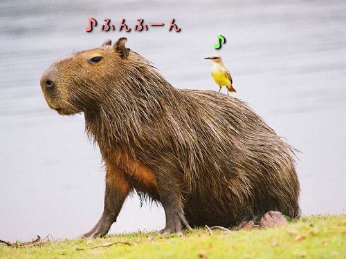 カピバラのやさしさにホッコリ 背中にいろんな動物を乗せた写真16枚 らばq カピバラのやさしさにホッコリ 背中にいろんな動物を乗せた写真16枚 らばq