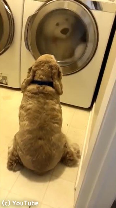 犬が洗濯機の前から動かない理由が かわいい 動画 らばq