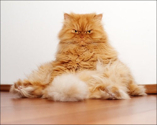 これほど迫力ある猫は見たことがない 野獣のようだと世界中の人気者に らばq