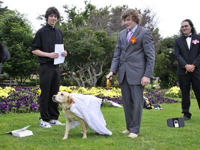 本気で犬と結婚したオーストラリアの男性 家族や友人も祝福 らばq