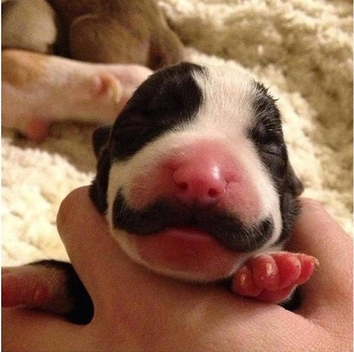 紳士だ 紳士の犬がいる 生まれながらにジェントルマンだという犬の写真 らばq