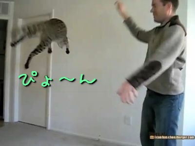 ひゃっほう まるで猛獣使いのように飛び跳ねる猫をあやつる男性 動画 らばq