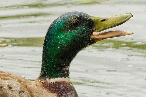 知る人ぞ知る ガチョウのクチバシを間近で見ると えっ と驚くことになる らばq 知る人ぞ知る ガチョウのクチバシを間近で見ると えっ と驚くことになる らばq