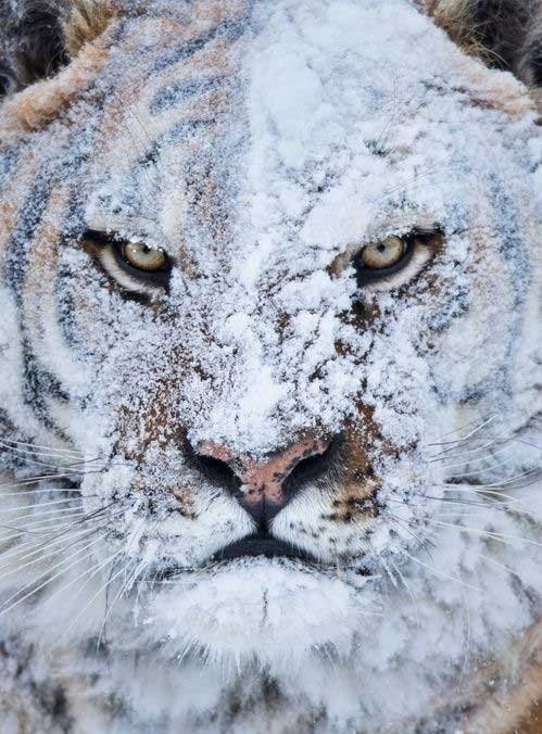 トラ猫が雪遊びをしたときの顔はかわいい じゃあ虎は らばq