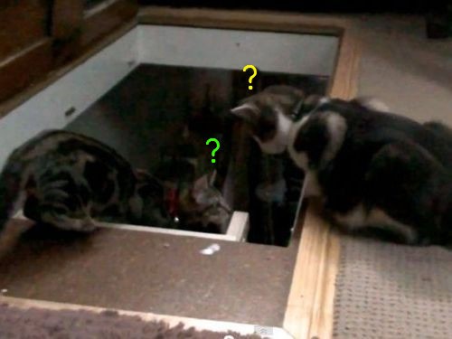 猫2匹がコントみたいな結末を迎える 動画 らばq