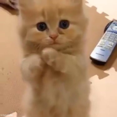 ペルシャ猫の赤ちゃんが お願いのポーズ 2本足で立ちながら 動画 らばq