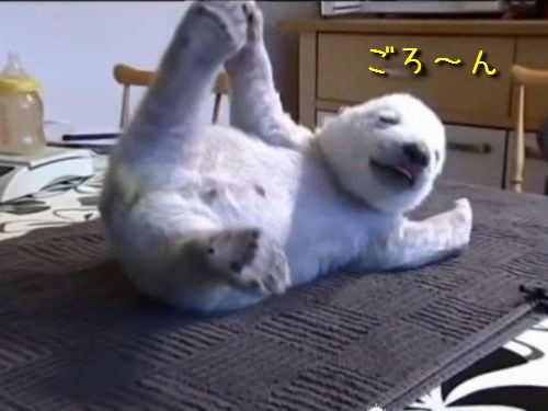 白クマの赤ちゃん シク の愛らしい姿が世界中で大人気 動画 らばq
