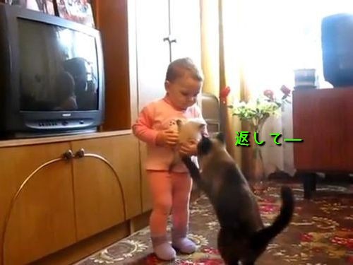 子猫を抱っこする人間の赤ちゃんに 母猫 返してー 動画 らばq