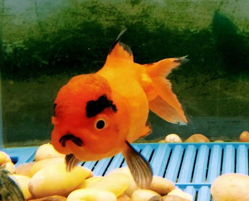 ちょっと見て 今日買ってきた金魚が アングリー金魚 だった 海外掲示板の人気者に らばq