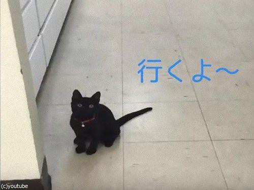 この猫の動きu2026ピンポン玉と完全にシンクロしてる！（動画） : らばQ