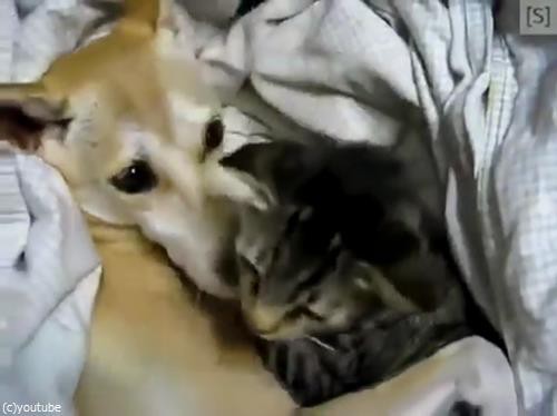 犬と猫がぎゅーっと抱きしめ合って ラブラブカップルのように眠る 動画 らばq