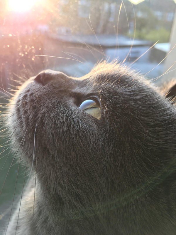 今朝 うちの猫の横顔を見て ほれぼれとした 幻想的な1枚 らばq