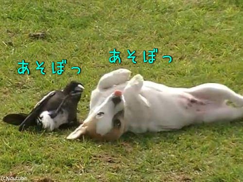 鳥と犬は親友になれるんだ うらやましい関係 動画 らばq