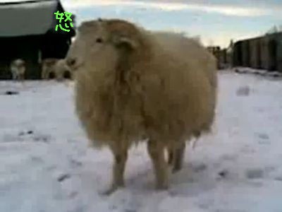 なんでこの羊 こんなに激しいの 動画 らばq