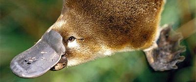 こんなにかわいいのに本当は恐ろしい6種の動物 らばq
