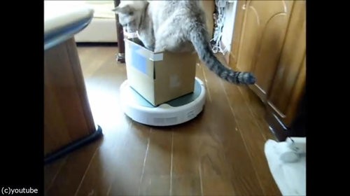 猫 ルンバの新しい乗り方を覚える 動画 らばq