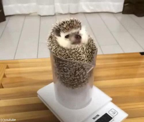 ハリネズミの体重を量ると こんなことが起こる 動画 らばq