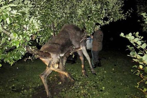 発酵リンゴを食べた ヘラジカ 酔っ払って大変な姿になっているのを発見される らばq