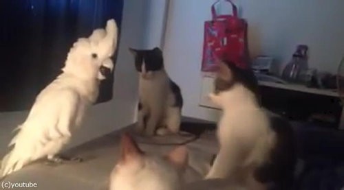 オウムが猫の鳴き声を覚えると 猫たちはこんな反応になる 動画 らばq