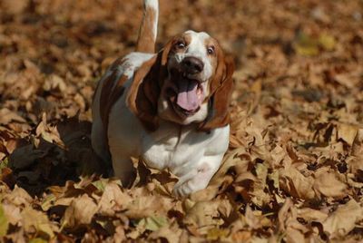 伸びすぎ 走るとすごい姿になっちゃう犬 バセットハウンド らばq