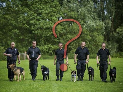 ご飯を待つ警察犬たち の姿があまりにもかわいい らばq