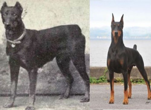 同じ犬種でも100年でこう変わった 1915年と15年の比較した写真いろいろ らばq