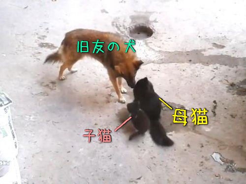 母猫が旧友の犬に会いにやって来た 子猫を連れて 動画 らばq