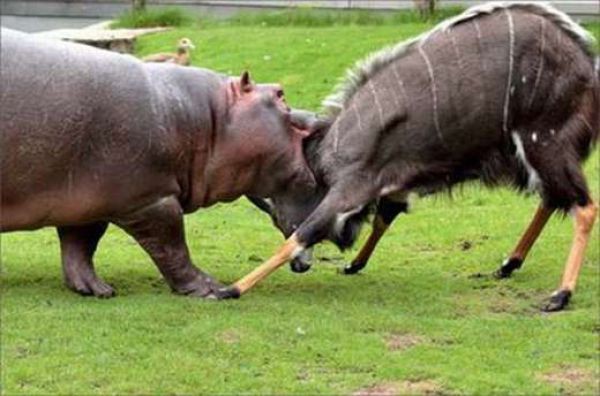 鬼気迫る戦い 最強の動物たちが対決している写真13枚 らばq