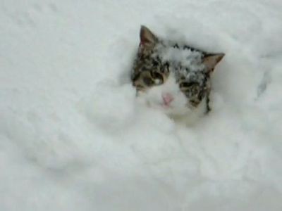 犬もびっくり 雪が好きでたまらない猫 動画 らばq