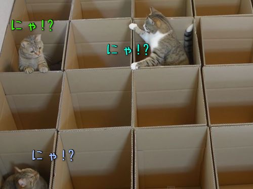 猫のジャングルジムを作ると 天国じゃないか 動画 らばq