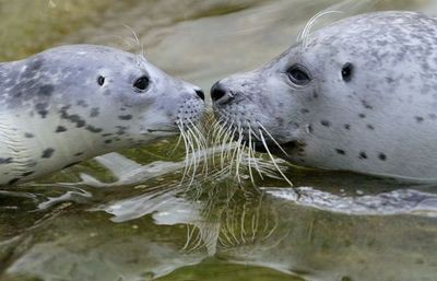 癒されたいあなたに 親子愛であふれる動物たちの画像21枚 らばq