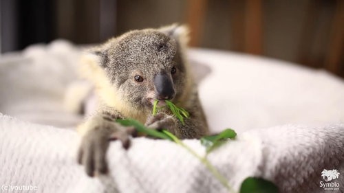 ああもうっ かわいいな コアラの赤ちゃんがベビーベッドの中でくつろぐ 動画 らばq