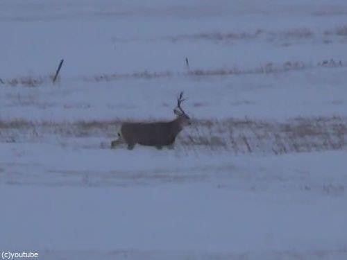 鹿の立派なツノが抜け落ちる瞬間を目撃した 撮影した 動画 らばq