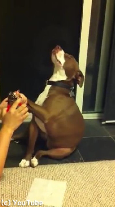爪切りが嫌いな犬 死んだふりで抵抗する 動画 らばq