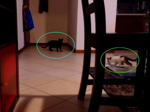 子猫 追いつめたニャ 黒猫 通じぬっ この動き もはや拳法の達人クラス 動画 らばq