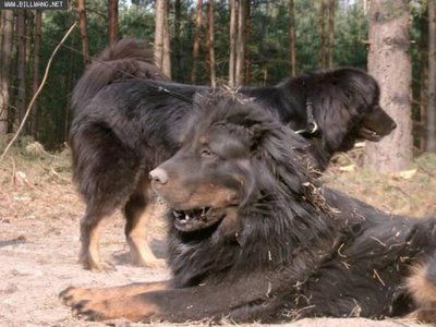ライオンみたいなチベットの犬 チベタン マスティフ らばq