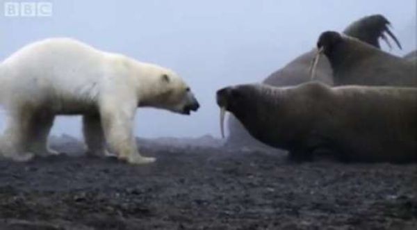 鬼気迫る戦い 最強の動物たちが対決している写真13枚 らばq