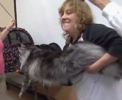 なんと全長123cm 世界一長い猫ステウィーがギネス記録を更新 らばq