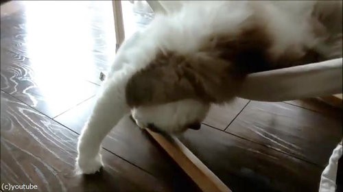 猫にハンモックを与えたけどうまく乗れない だが しかし 数か月後 動画 らばq