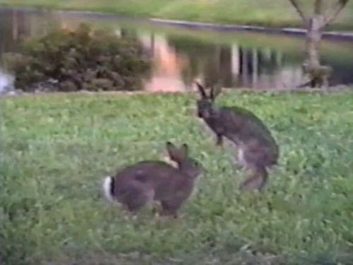 このウサギたちすごい お互いの動きを完全に見切ったジャンプ対決