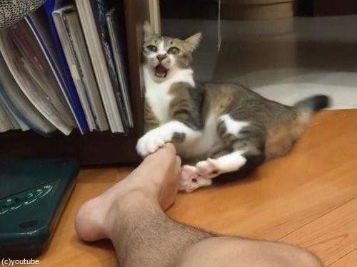 クンクン 猫が主人の足のにおいを嗅ぐ えらいこっちゃ 見たことないレベルのリアクション 動画 らばq