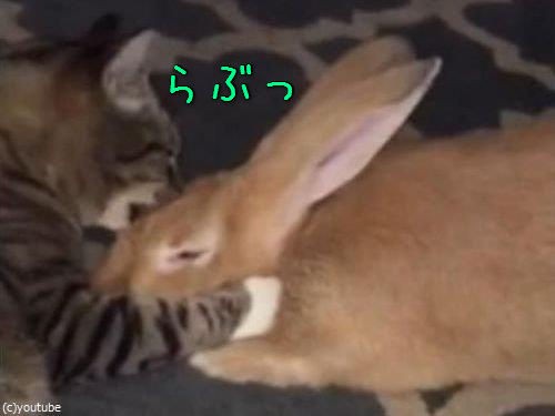 猫がウサギを愛しすぎちゃった 大の仲良しな2匹 動画 らばq