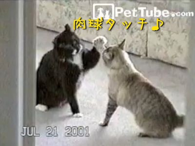 仲がいいのか悪いのか 猫2匹のネコパンチ対決 動画 らばq