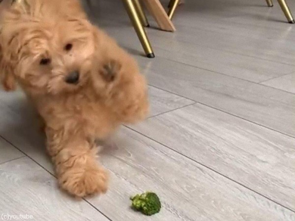 ブロッコリーと激しい戦いを繰り広げる犬 動画 らばq ブロッコリーと激しい戦いを繰り広げる犬 動画 らばq